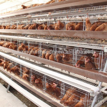 La ferme la plus vendue a utilisé des poulets à oeufs pour la ferme de volaille